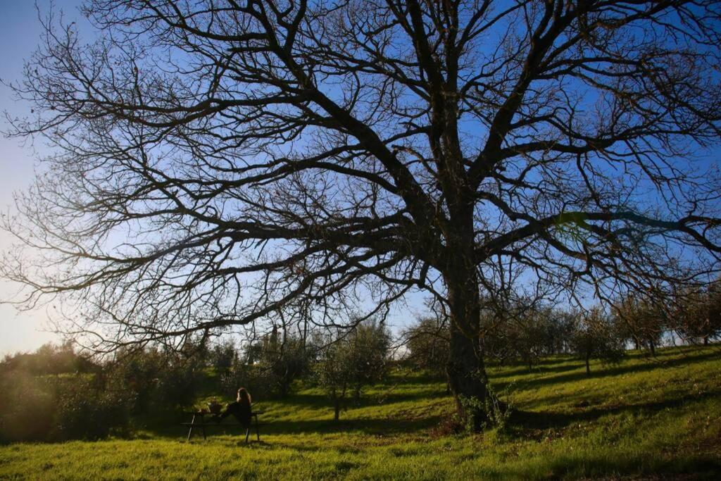 La Casina Della Quercia, Your Tuscan Oak Tree House Osteria Delle Noci Bagian luar foto